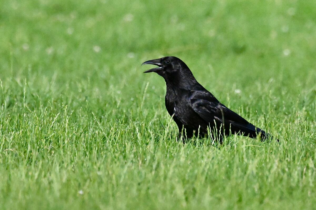 2026-06-25 8 Raven
